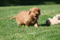 Winnie, a female Golden Retriever for sale in Dundee, OH – 3 of 5
