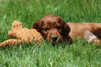 Ricky, a male Irish Setter for sale in Dundee, OH – 5 of 6