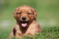 Riley, a male Golden Retriever for sale in Dundee, OH – 3 of 6