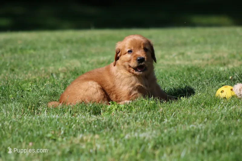 Winnie – Golden Retriever puppy for sale in Dundee, OH