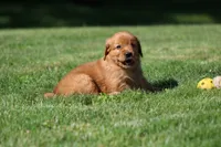Winnie, a female Golden Retriever for sale in Dundee, OH – 1 of 5