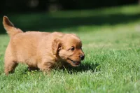 Frankie, a male Golden Retriever for sale in Dundee, OH – 2 of 8