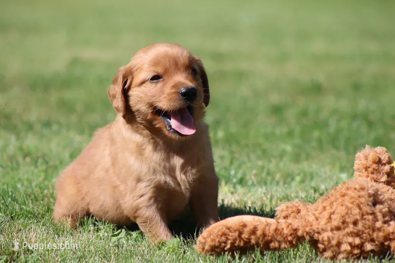 Riley – Golden Retriever puppy for sale in Dundee, OH