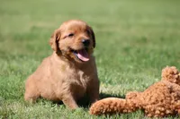 Riley, a male Golden Retriever for sale in Dundee, OH – 1 of 6