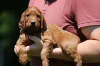 Romeo, a male Irish Setter for sale in Dundee, OH – 3 of 5
