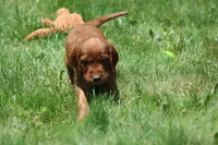 Sammy, a male Irish Setter for sale in Dundee, OH – 3 of 7