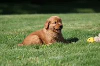 Winnie, a female Golden Retriever for sale in Dundee, OH – 4 of 5