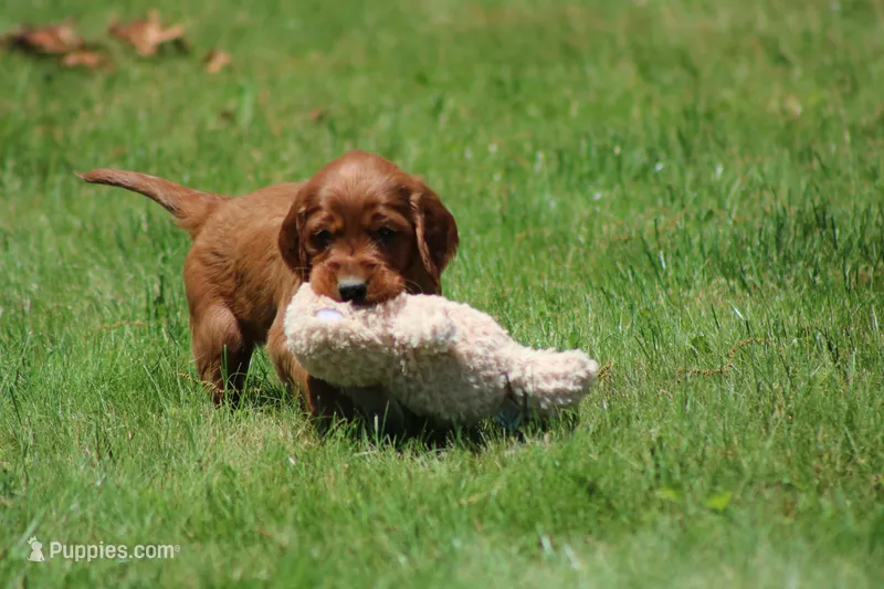 Sammy – Irish Setter puppy for sale in Dundee, OH