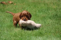 Sammy, a male Irish Setter for sale in Dundee, OH – 1 of 7