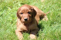 Ivy, a female Irish Setter for sale in Dundee, OH – 1 of 5