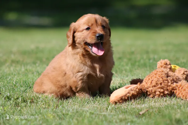 Georgie – Golden Retriever puppy for sale in Dundee, OH