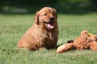 Georgie, a female Golden Retriever for sale in Dundee, OH – 1 of 4