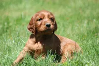 Milo, a male Irish Setter for sale in Dundee, OH – 3 of 7