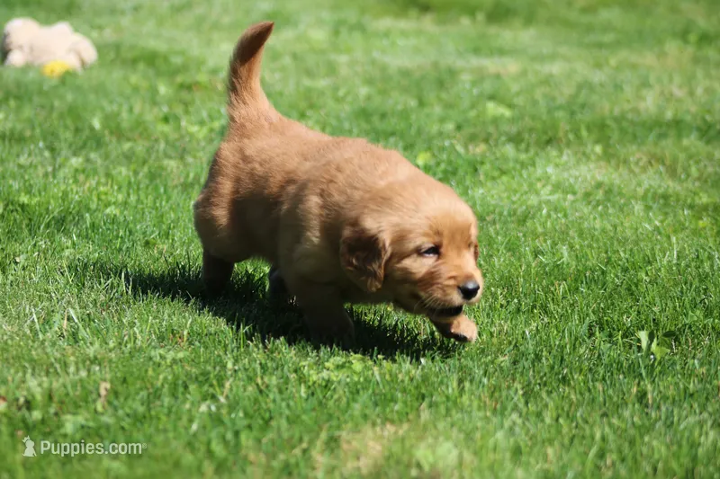 Marley – Golden Retriever puppy for sale in Dundee, OH