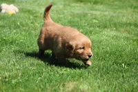 Marley, a male Golden Retriever for sale in Dundee, OH – 1 of 5