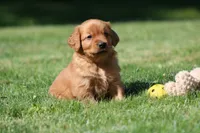 Frankie, a male Golden Retriever for sale in Dundee, OH – 8 of 8