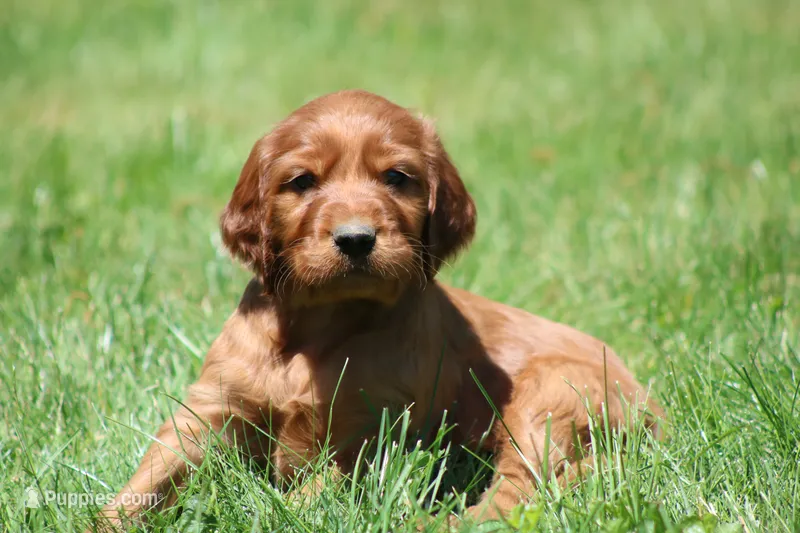 Milo – Irish Setter puppy for sale in Dundee, OH