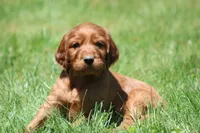 Milo, a male Irish Setter for sale in Dundee, OH – 1 of 7