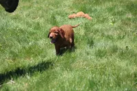 Theo, a male Irish Setter for sale in Dundee, OH – 5 of 6