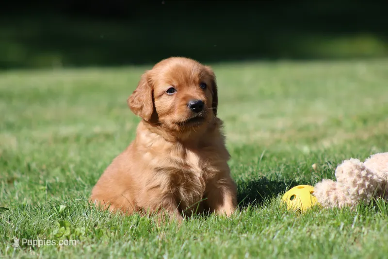 Frankie – Golden Retriever puppy for sale in Dundee, OH