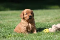 Frankie, a male Golden Retriever for sale in Dundee, OH – 1 of 8
