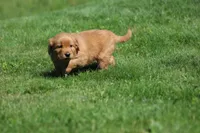 Marley, a male Golden Retriever for sale in Dundee, OH – 5 of 5
