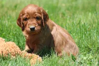 Sammy, a male Irish Setter for sale in Dundee, OH – 5 of 7