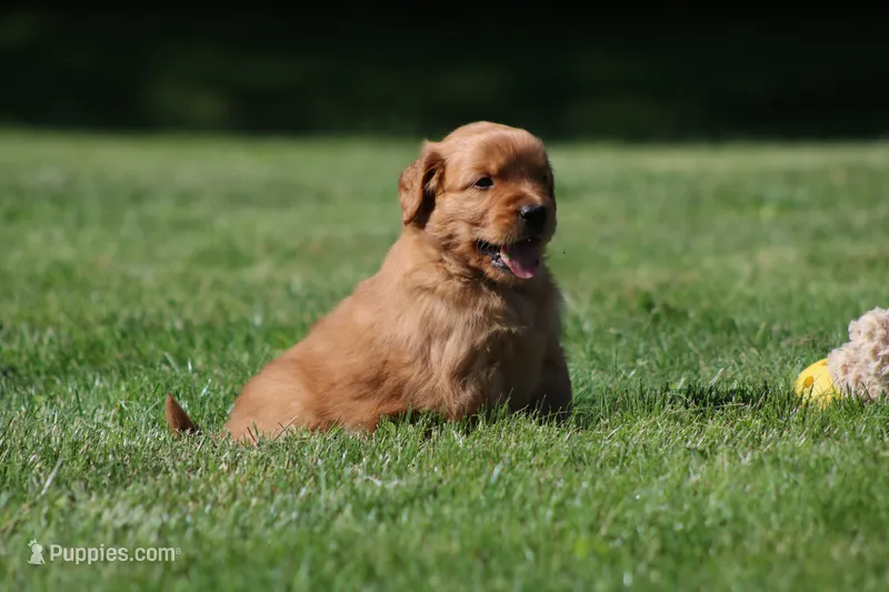 Finn – Golden Retriever puppy for sale in Dundee, OH