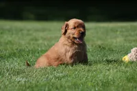 Finn, a male Golden Retriever for sale in Dundee, OH – 1 of 5