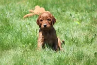 Sammy, a male Irish Setter for sale in Dundee, OH – 6 of 7