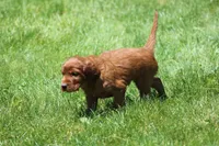Ricky, a male Irish Setter for sale in Dundee, OH – 4 of 6
