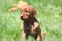 Sammy, a male Irish Setter for sale in Dundee, OH – 7 of 7