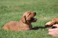 Riley, a male Golden Retriever for sale in Dundee, OH – 4 of 6