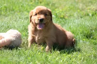 Finn, a male Golden Retriever for sale in Dundee, OH – 5 of 5