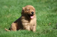 Marley, a male Golden Retriever for sale in Dundee, OH – 2 of 5