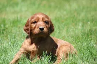 Milo, a male Irish Setter for sale in Dundee, OH – 4 of 7