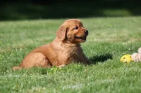 Winnie, a female Golden Retriever for sale in Dundee, OH – 5 of 5