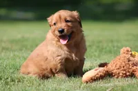Georgie, a female Golden Retriever for sale in Dundee, OH – 3 of 4