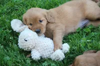 Georgie, a female Golden Retriever for sale in Dundee, OH – 2 of 4