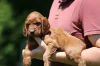 Romeo, a male Irish Setter for sale in Dundee, OH – 4 of 5