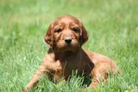 Milo, a male Irish Setter for sale in Dundee, OH – 5 of 7