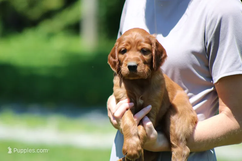 Theo – Irish Setter puppy for sale in Dundee, OH