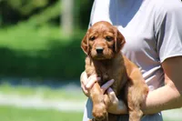 Theo, a male Irish Setter for sale in Dundee, OH – 1 of 6