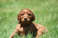 Milo, a male Irish Setter for sale in Dundee, OH – 7 of 7
