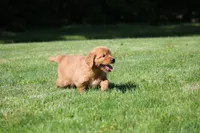 Winnie, a female Golden Retriever for sale in Dundee, OH – 2 of 5