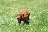 Theo, a male Irish Setter for sale in Dundee, OH – 6 of 6