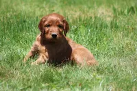 Ivy, a female Irish Setter for sale in Dundee, OH – 4 of 5