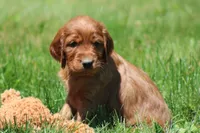 Sammy, a male Irish Setter for sale in Dundee, OH – 2 of 7