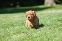 Frankie, a male Golden Retriever for sale in Dundee, OH – 7 of 8