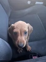 Clyde, a male Dachshund for sale in Newton, IL – 4 of 4